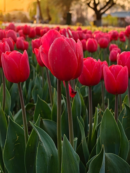 Tulip Garden Srinagar