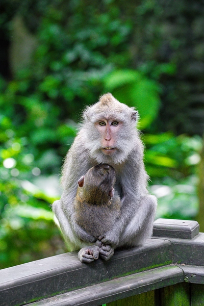 Ubud Monkey Forest